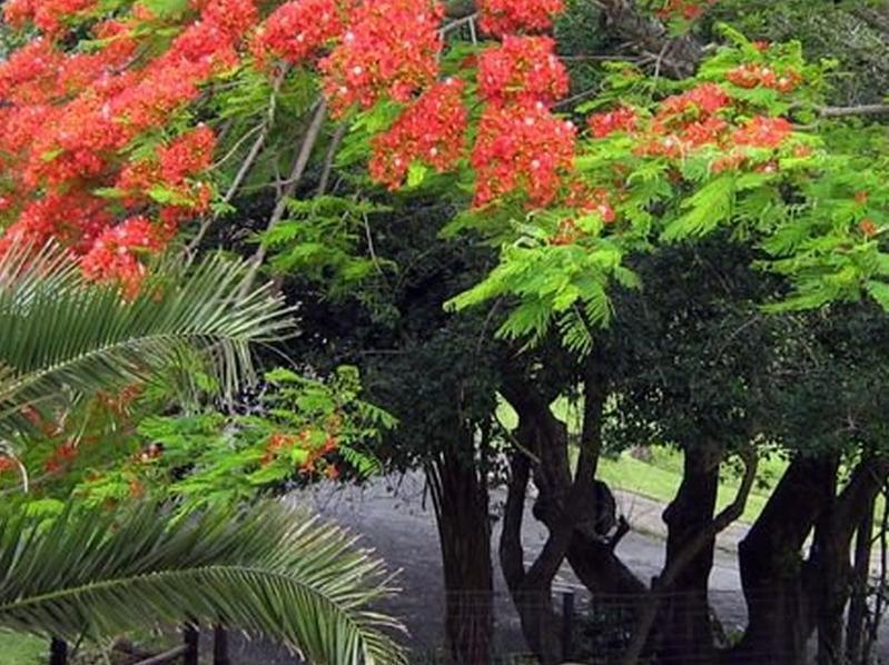 Coral Tree Colony Bed & Breakfast Bed and Breakfast Southbroom Exterior foto